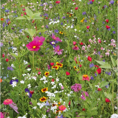 Blumensamen Mössinger Balkonkastenmischung