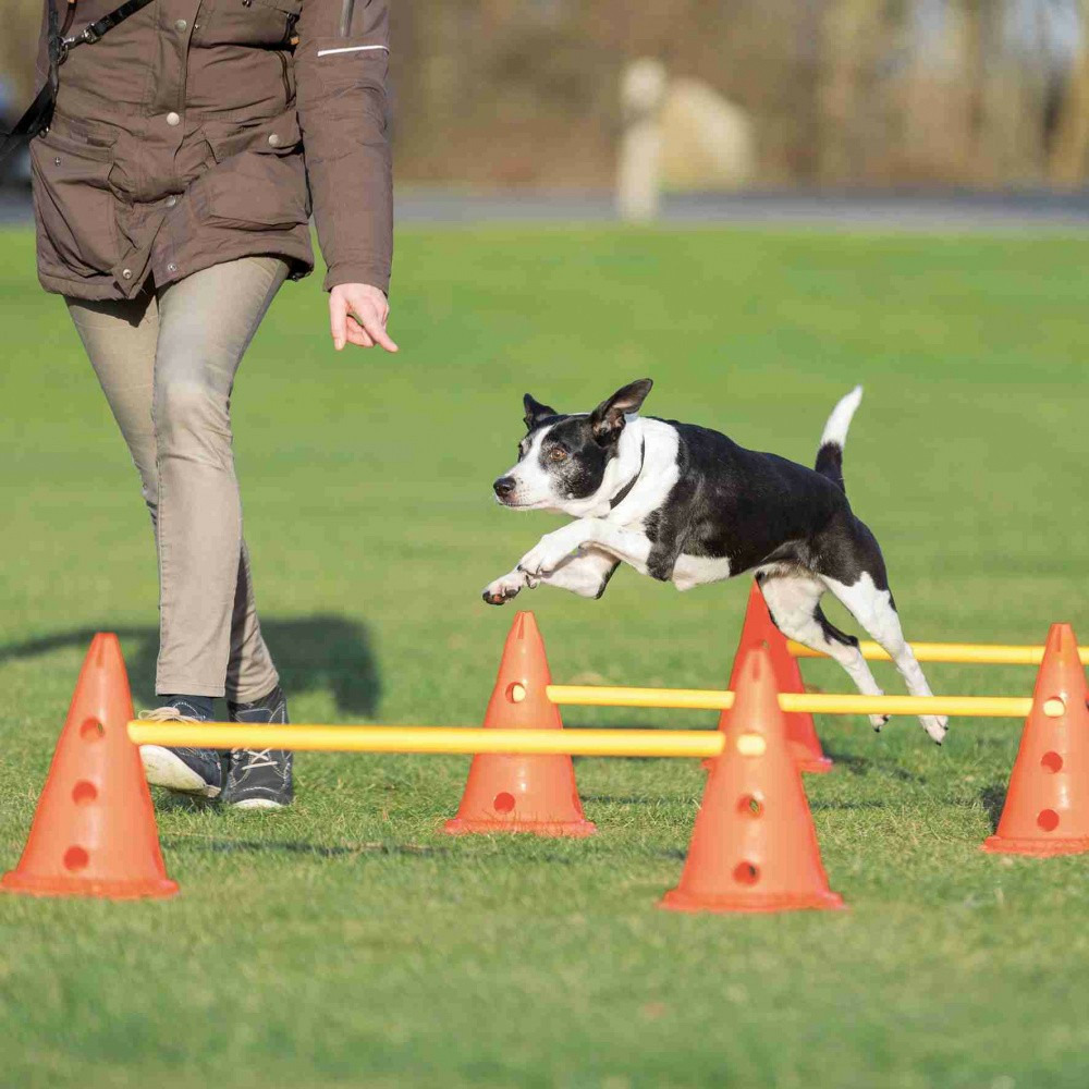 Set d'obstacles agility, 6 cônes pour chien