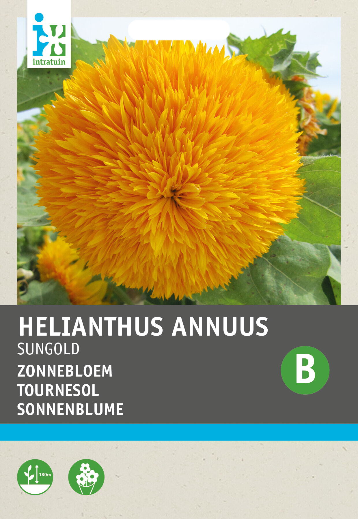 Intratuin bloemenzaad Zonnebloem dubbel (Helianthus annuus 'Sungold')