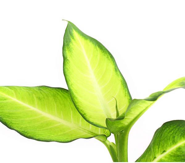 Dieffenbachie - Dieffenbachia maculata,