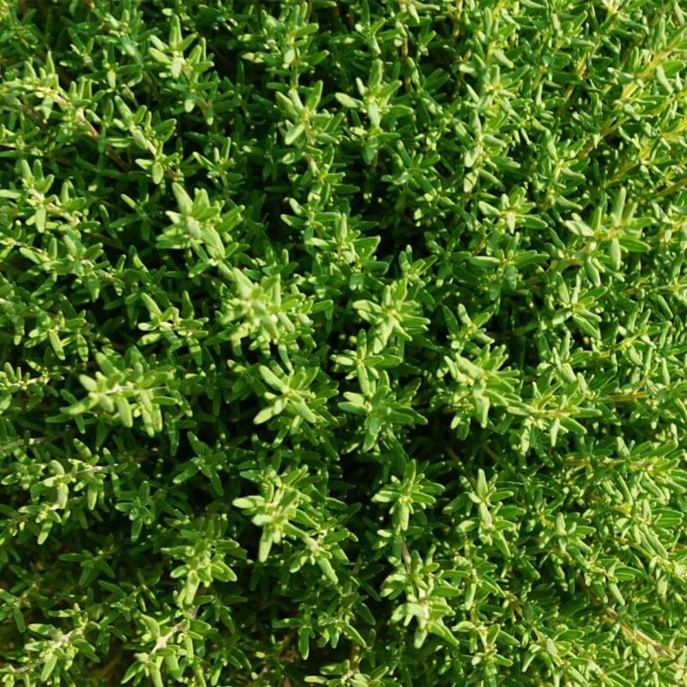 Thym citron (thymus x citriodorus) - conteneur 1l - taille 20/40cm
