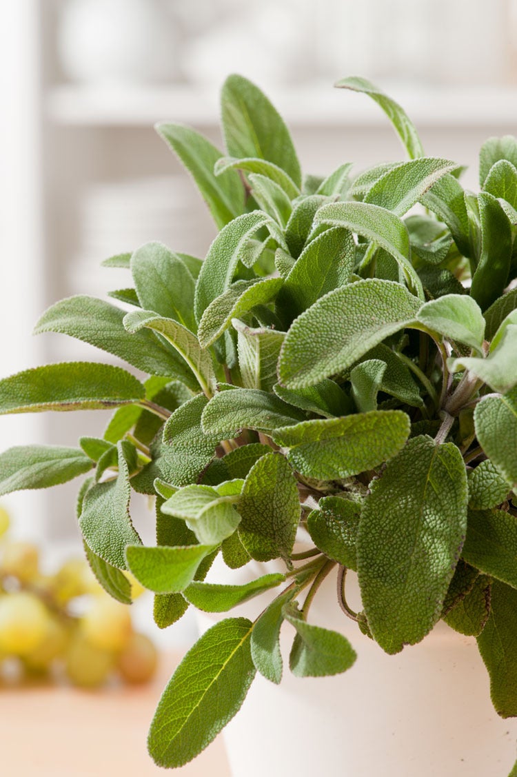 Salie (Salvia officinalis)