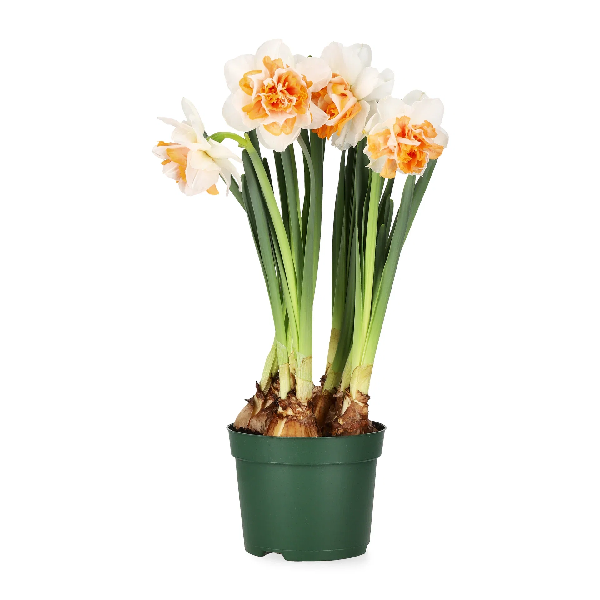 Narcissus 'Double Beauty' Narciss 'Double Beauty' Ø12 cm