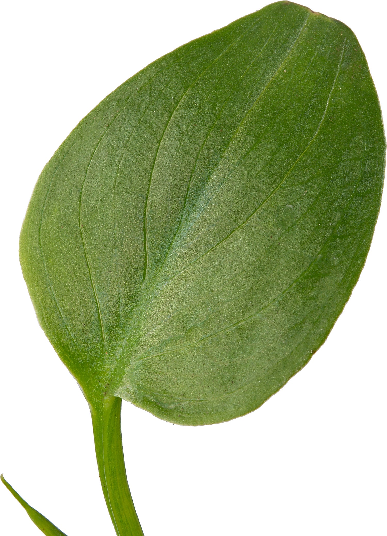 Aronskelk (Zantedeschia aethiopica) D 9 H 20 cm