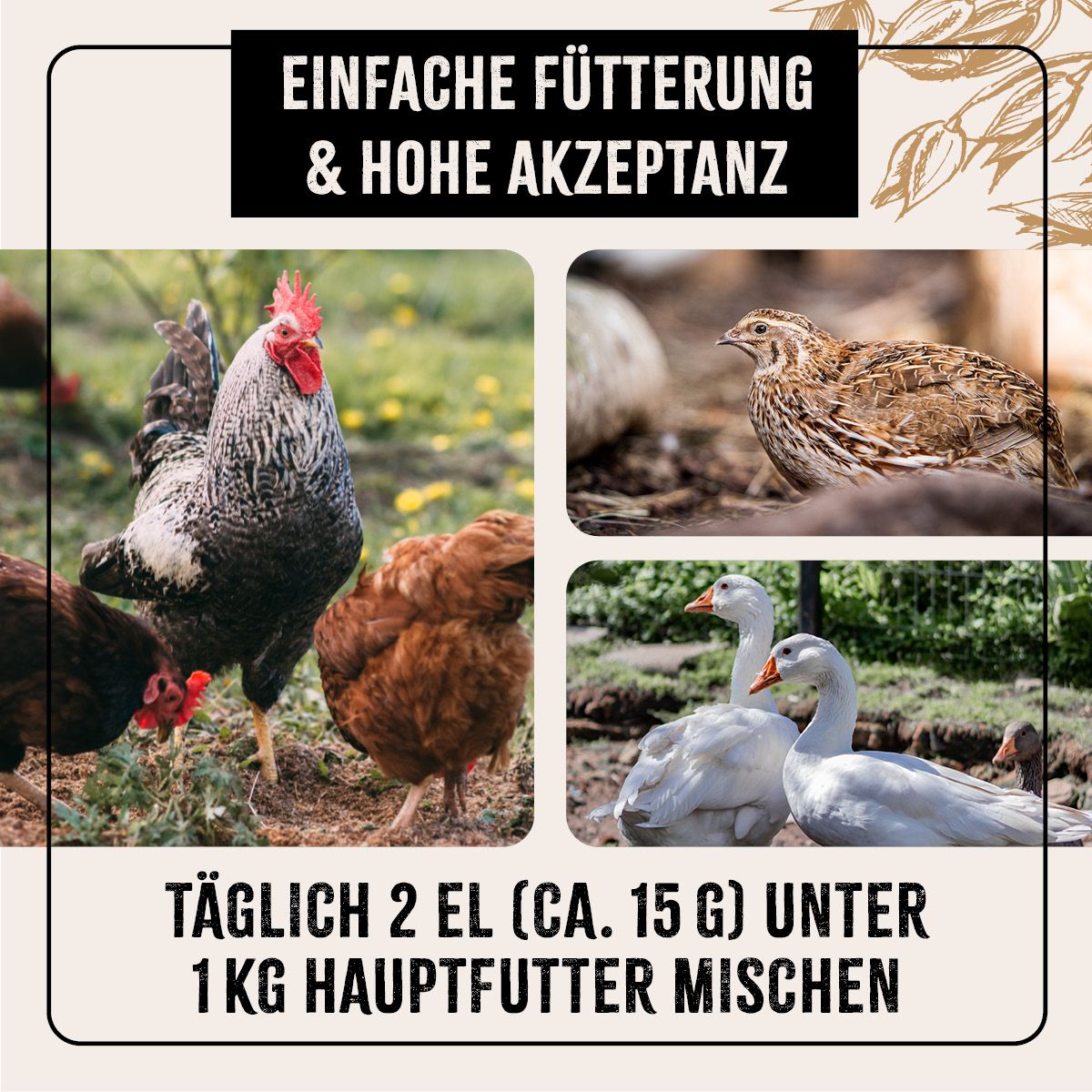 AniForte FarmLife Hühnertraum