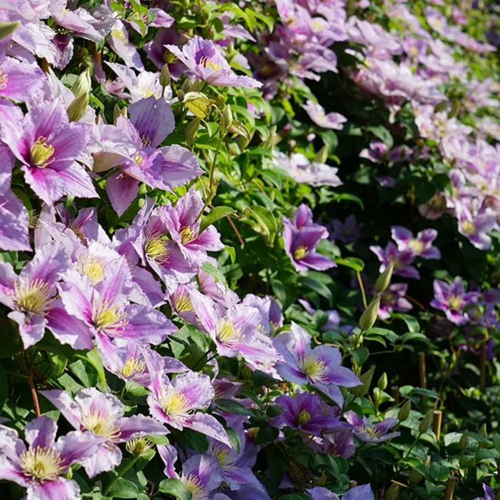 Clématite 'piilu' - clematis 1,5l