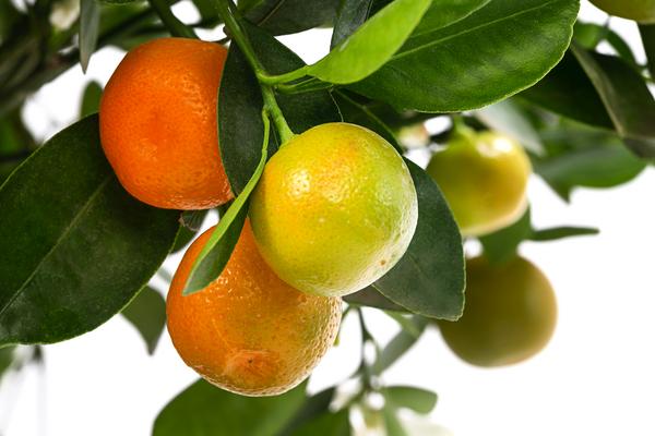 Calamondin-Orange