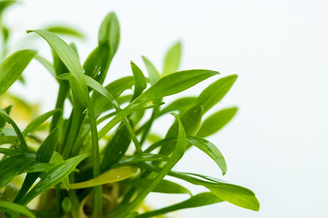 Waterplant Cryptocoryne Parva