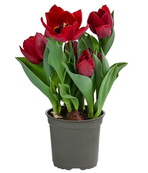 Tulpe 'Pallada'