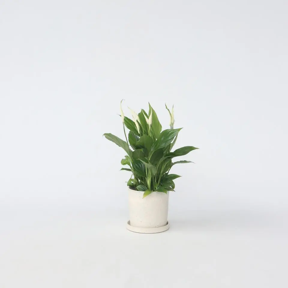 Lepelplant - Spathiphyllum 'Torelli' - Hoogte 30-45cm - ⌀12cm
