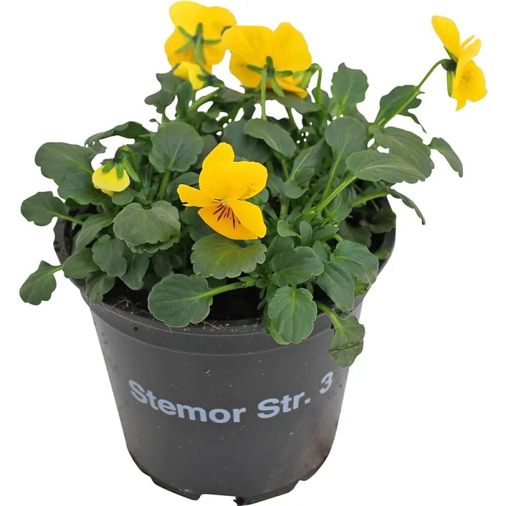 STEMOR MIX FARGE 12 CM
