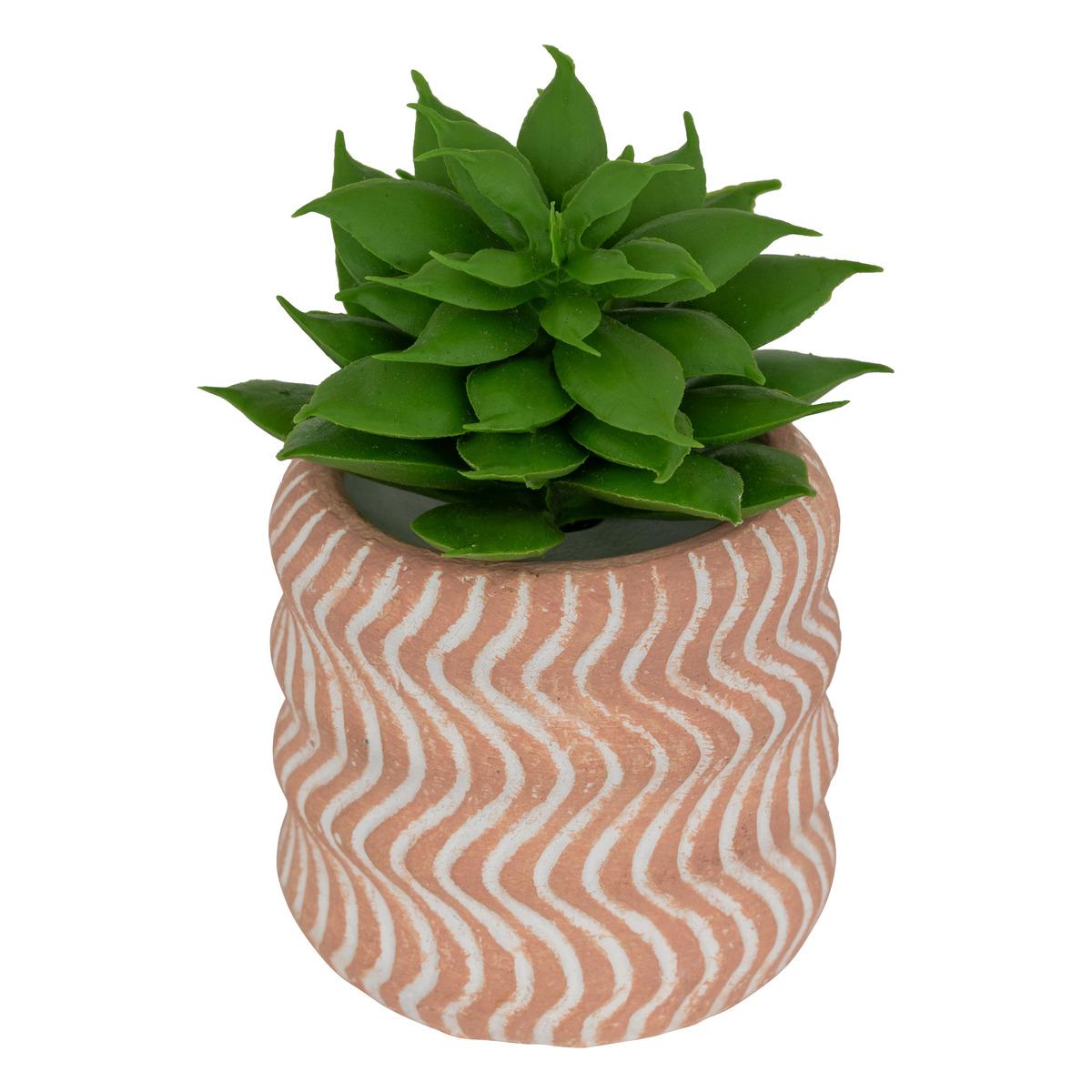 MINI PLANTE GRASSE POT CIMENT UBI H.7CM