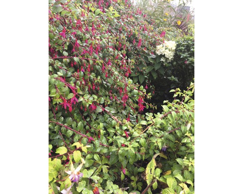 Fuchsia standaard (FloraSelf Fuchsia cultivars) H 35-50 cm Ø 18 cm pot