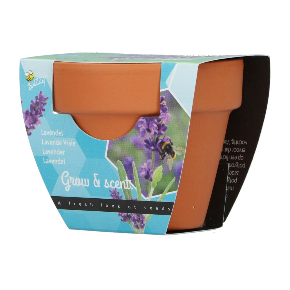 Buzzy Groeicadeautje Lavendel