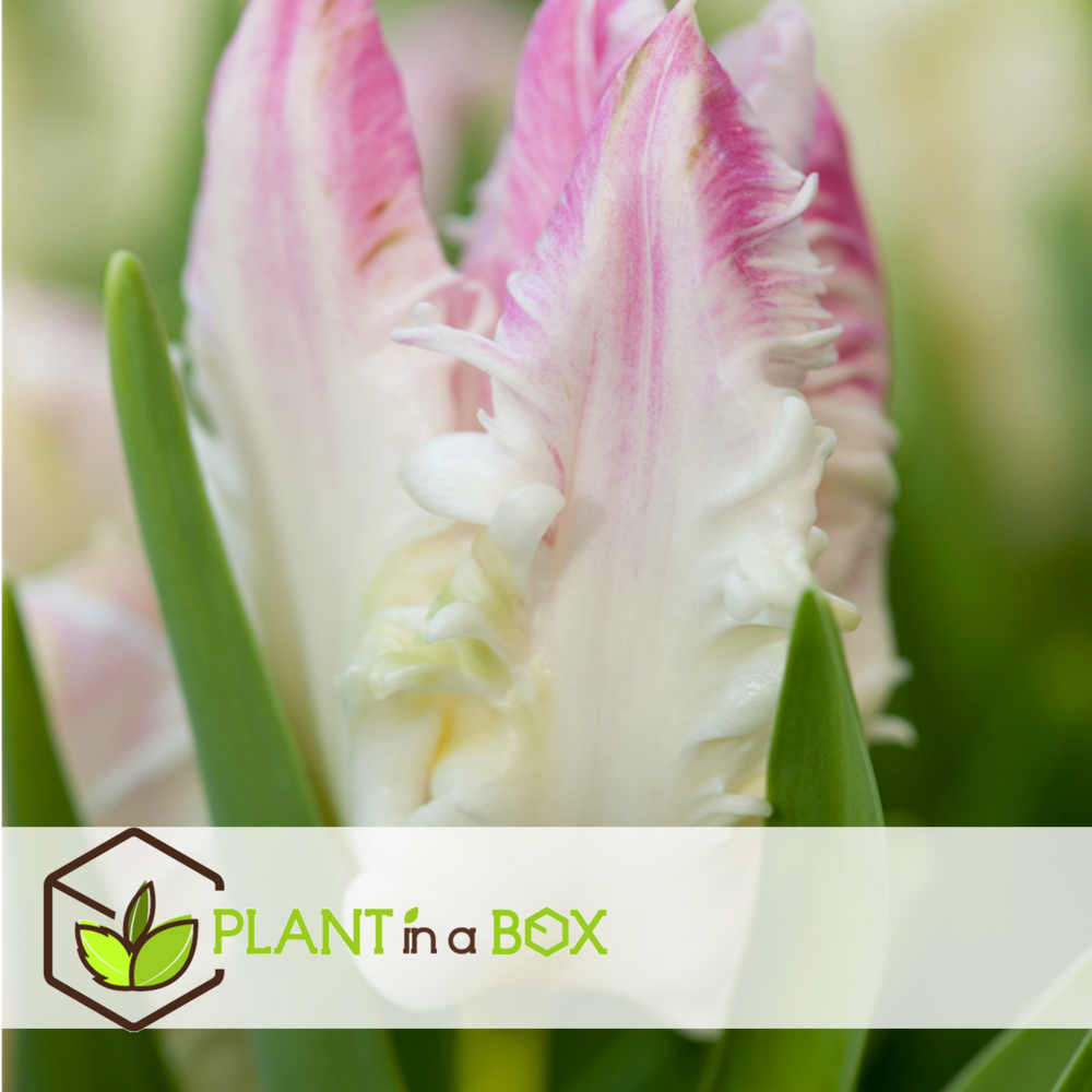 Tulipa cabanna - x10 bulbes de tulipes - rose / blanc