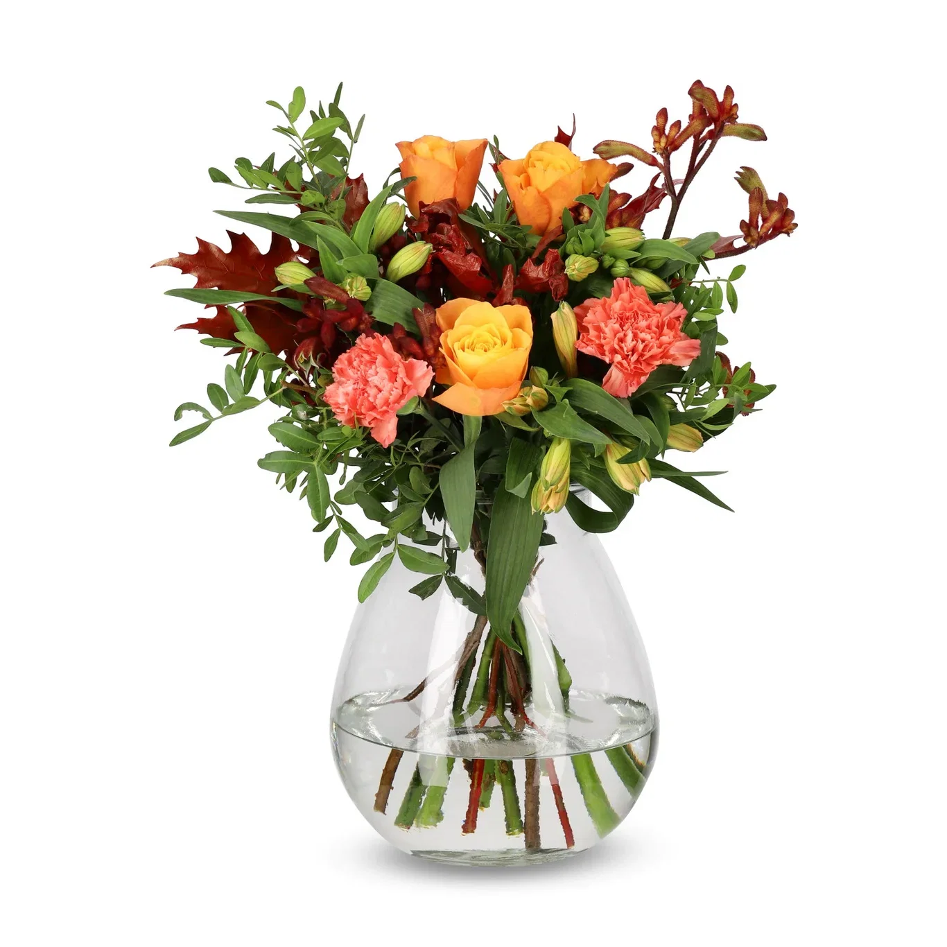Hortensia 2 pk Høyde 50 cm