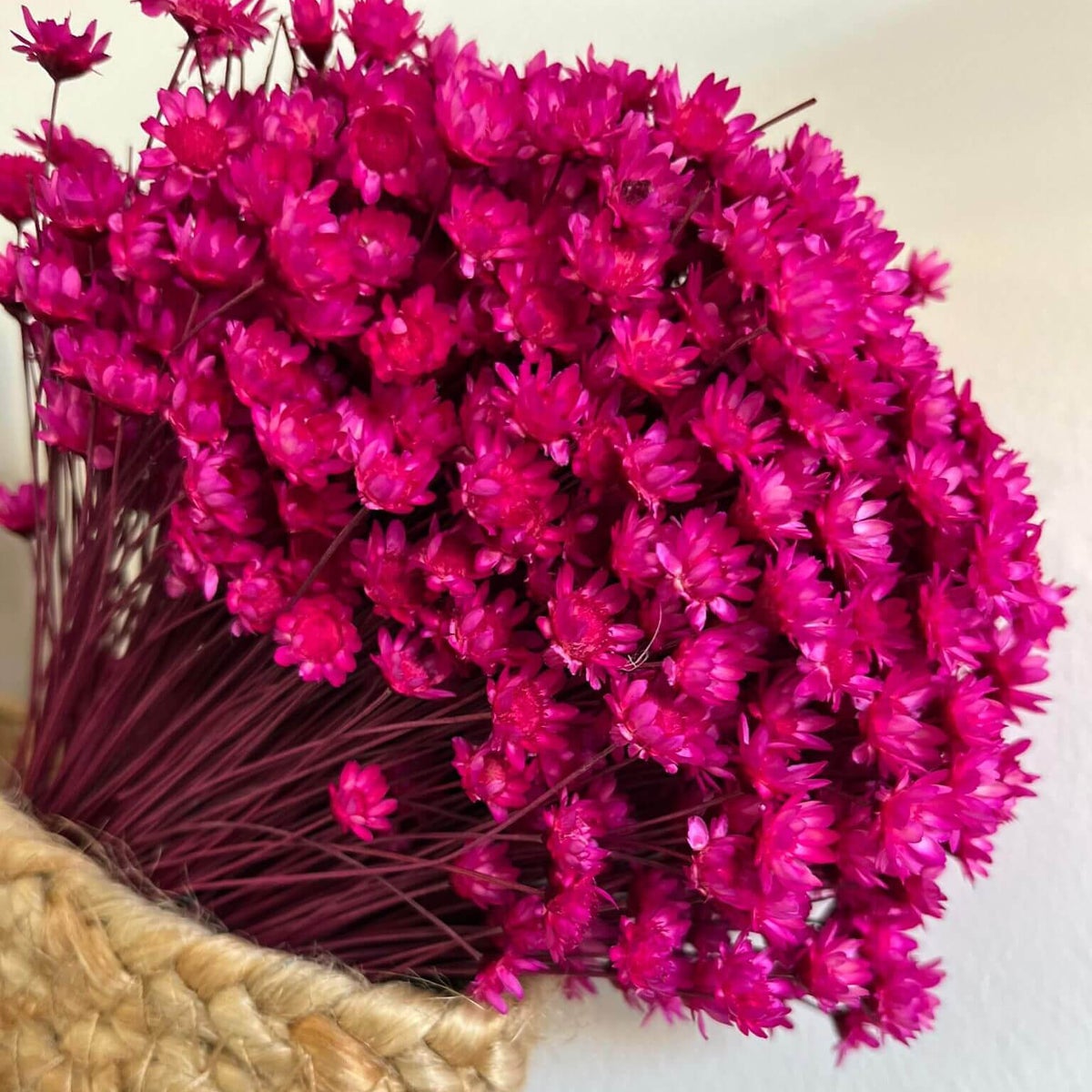 Glixia in al haar diversiteit: Kleurrijke droogbloemen voor creatieve decoratie