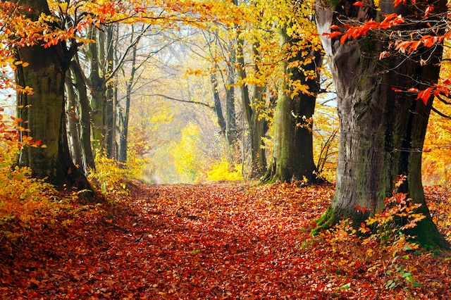 Papermoon Fototapete »WALD-HERBST BÄUME NATUR LANDSCHAFT BAUM ALLEE WANDBILD«