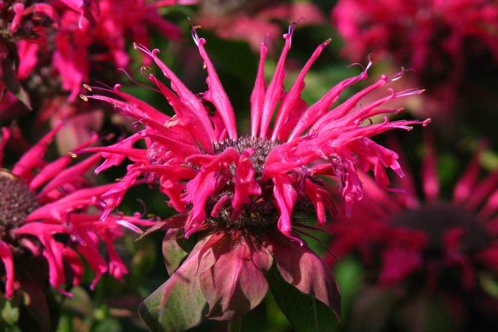 Kit cadeau - monarde - 20 graines - monarda didyma