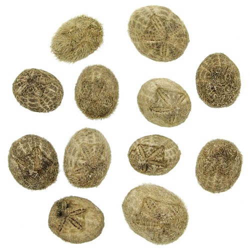 Hérissons de mer - 3 à 5 cm - lot de 5