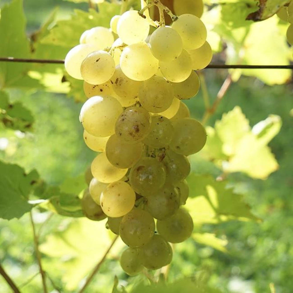 Vigne 'ampelia® candin' vitis vinifera 3l