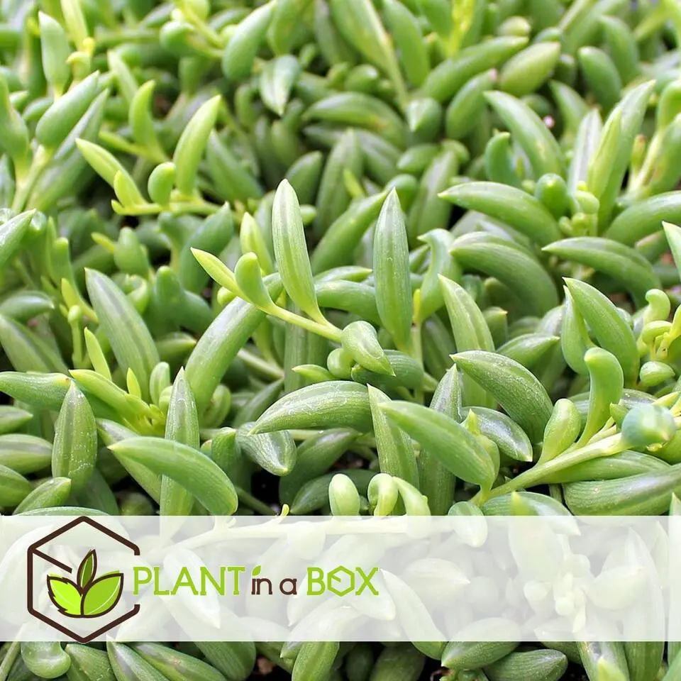 Bananenketting - Set van 2 - Senecio radicans - Hoogte 10-20cm - ⌀12cm