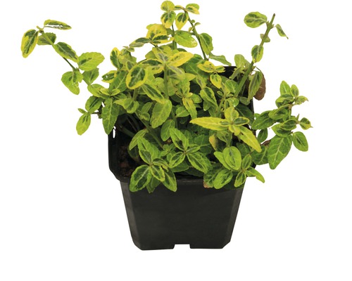Geelbonte kruipspindel FloraSelf Euonymus fortunei 'Emerald n Gold' 10/15 scheuten Ø 9 cm pot