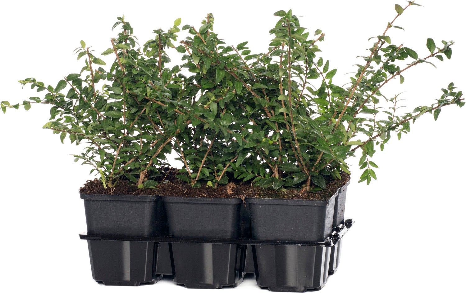 Struikkamperfoelie (Lonicera nitida 'Elegant') sixpack D 9 H 15 cm