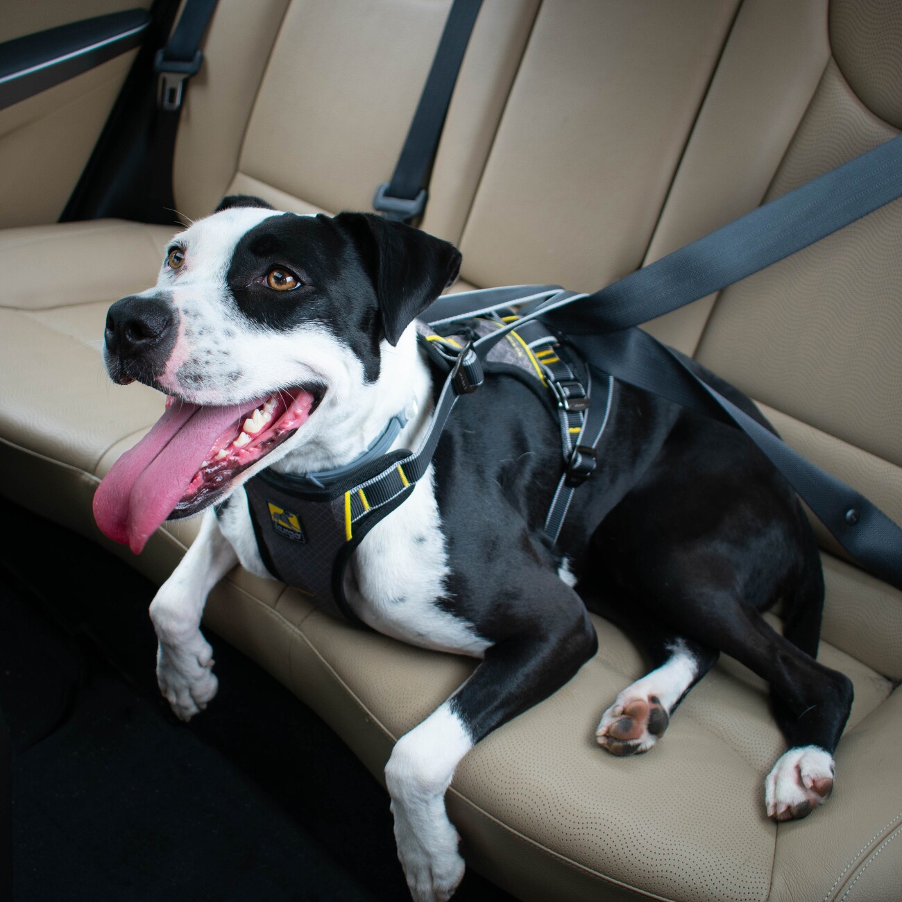 Kurgo Impact Hunde-Autogeschirr