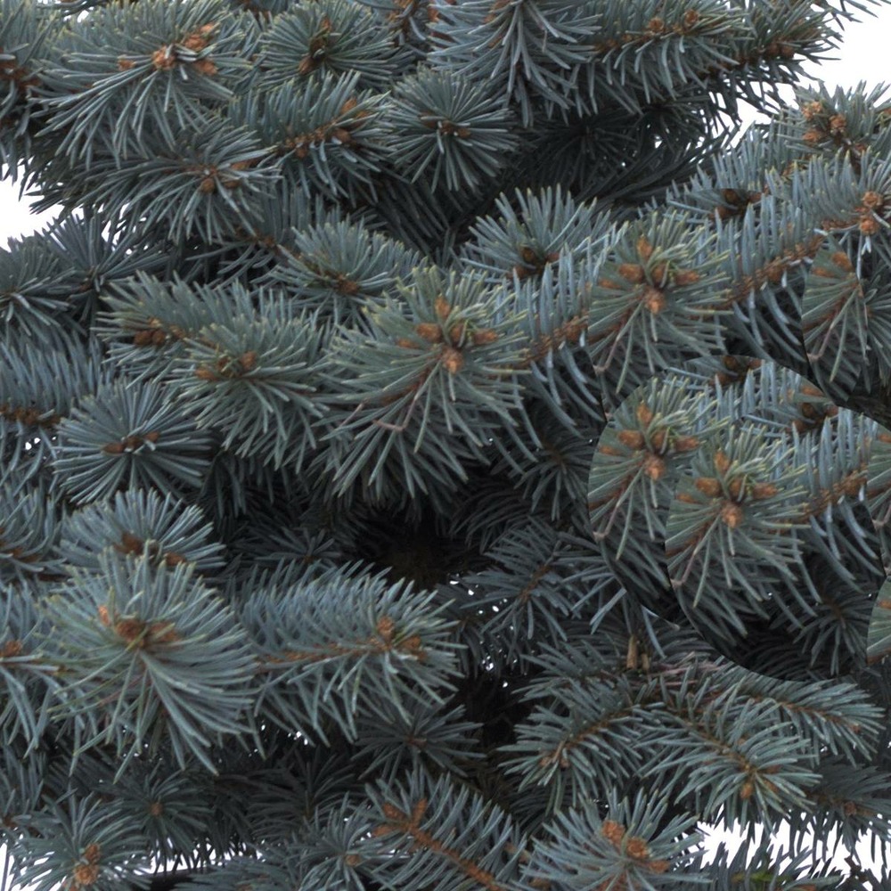 Épicéa bleu pungens glauca globosa/picea pungens glauca globosa[-]pot de 12l - 80/100 cm