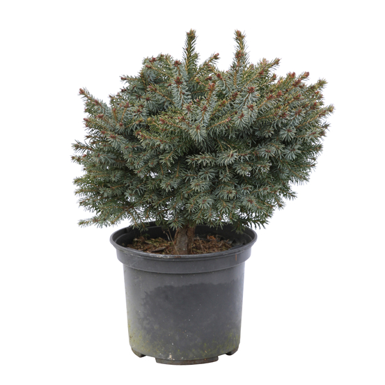 Épicéa de Serbie (Picea omorika) 'Nana' 20/25 : pot 3L