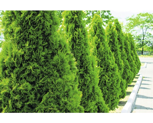 FloraSelf Thuja occidentalis 'Smaragd' H 100-125 cm Co 10 L Potted
