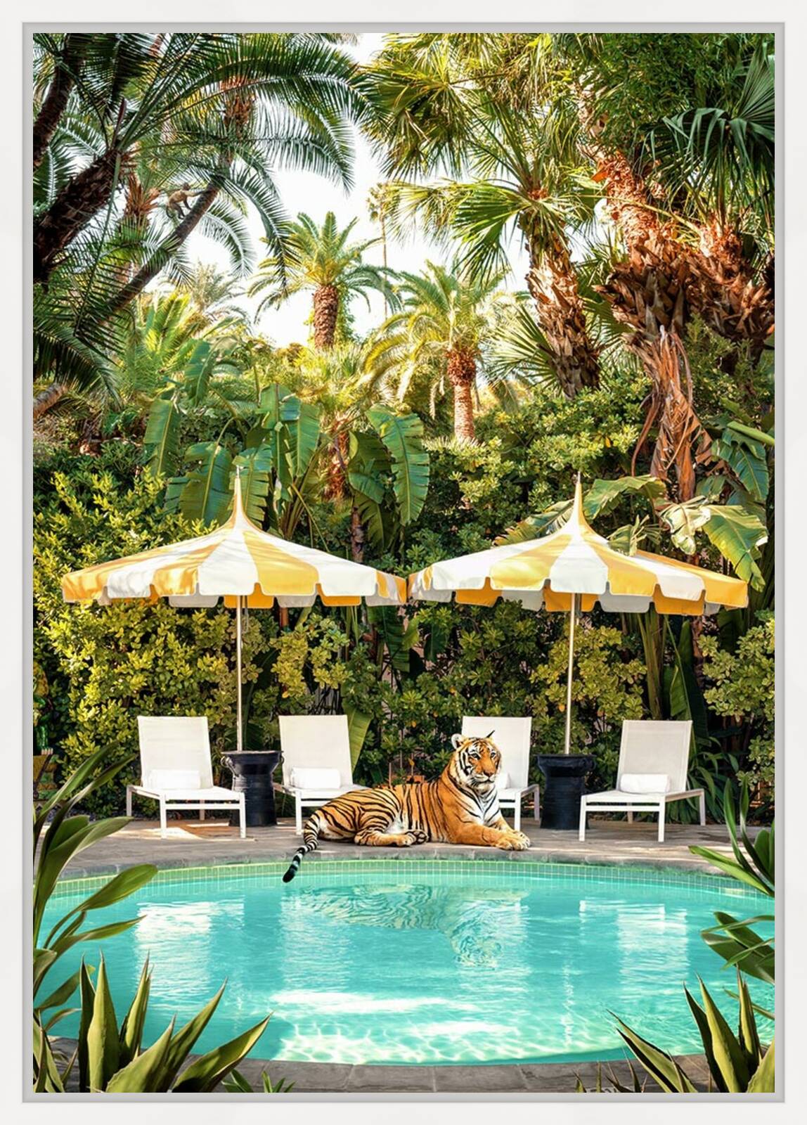 Chilling Tiger by Paul Fuentes - Open Edition.