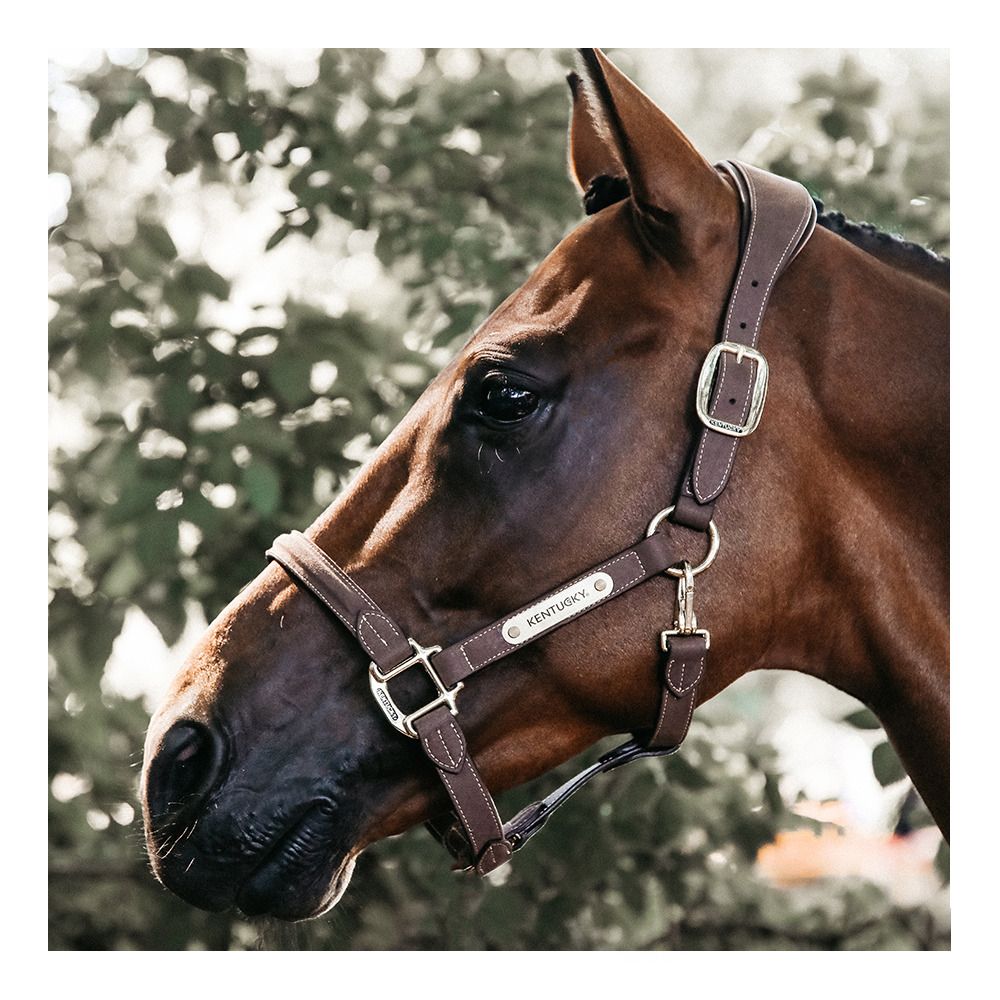 Kentucky ANATOMIQUE SUEDE - Licol choco