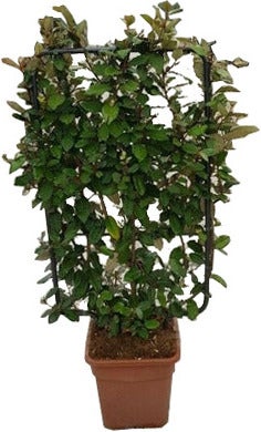 Olijfwilg (Elaeagnus ebbingei) D 30 H 80 cm