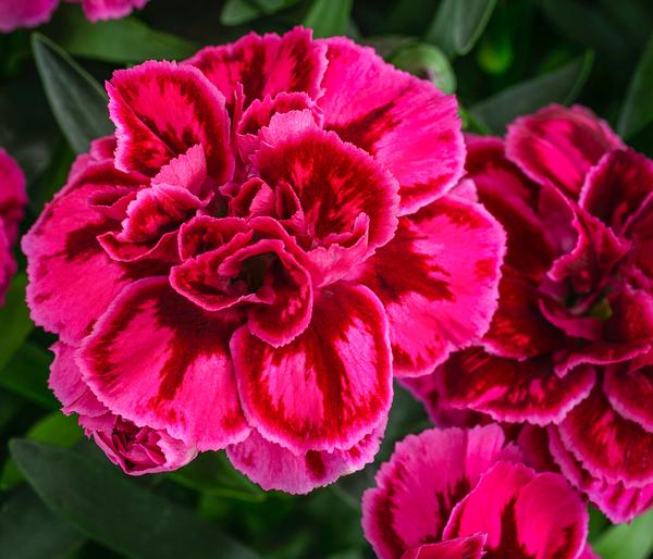 Garten-Nelke, verschiedene Farben, 4er-Set