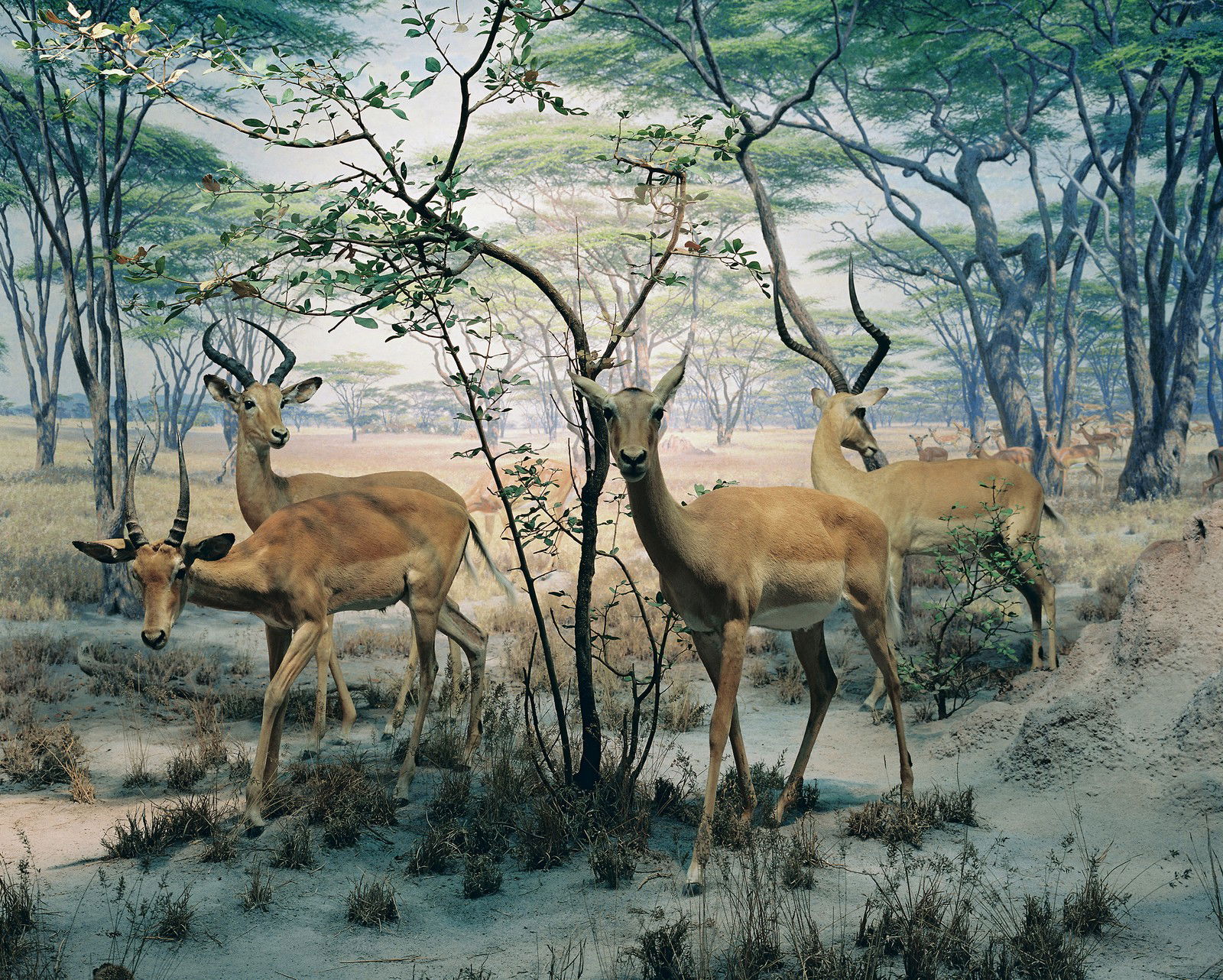 Diorama #8 by Henning Bock - Limited Edition. Edition of: 100. Signed.