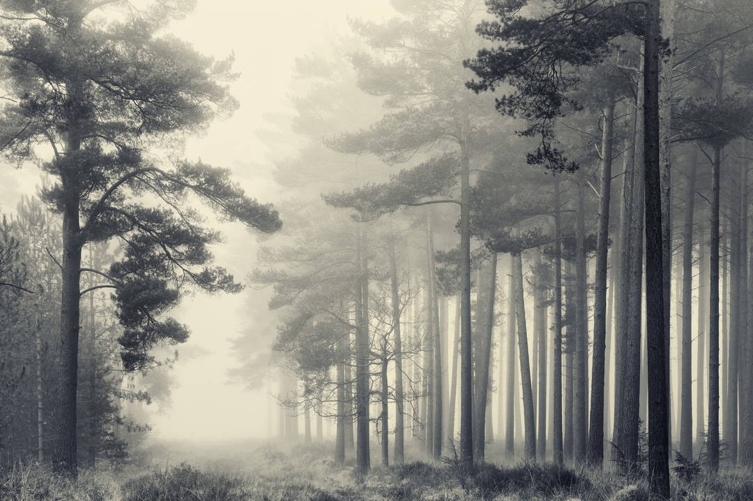 March Trees by David Baker - Limited Edition. Edition of: 150. Signed.