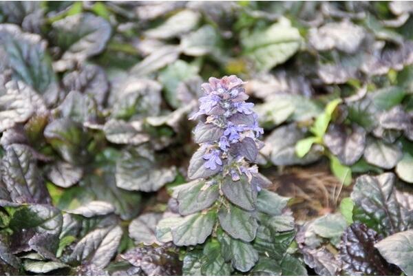 Kruipend Zenegroen (Ajuga reptans 'Braunherz') D 9 H 10 cm