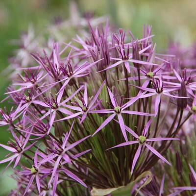 Sternkugellauch