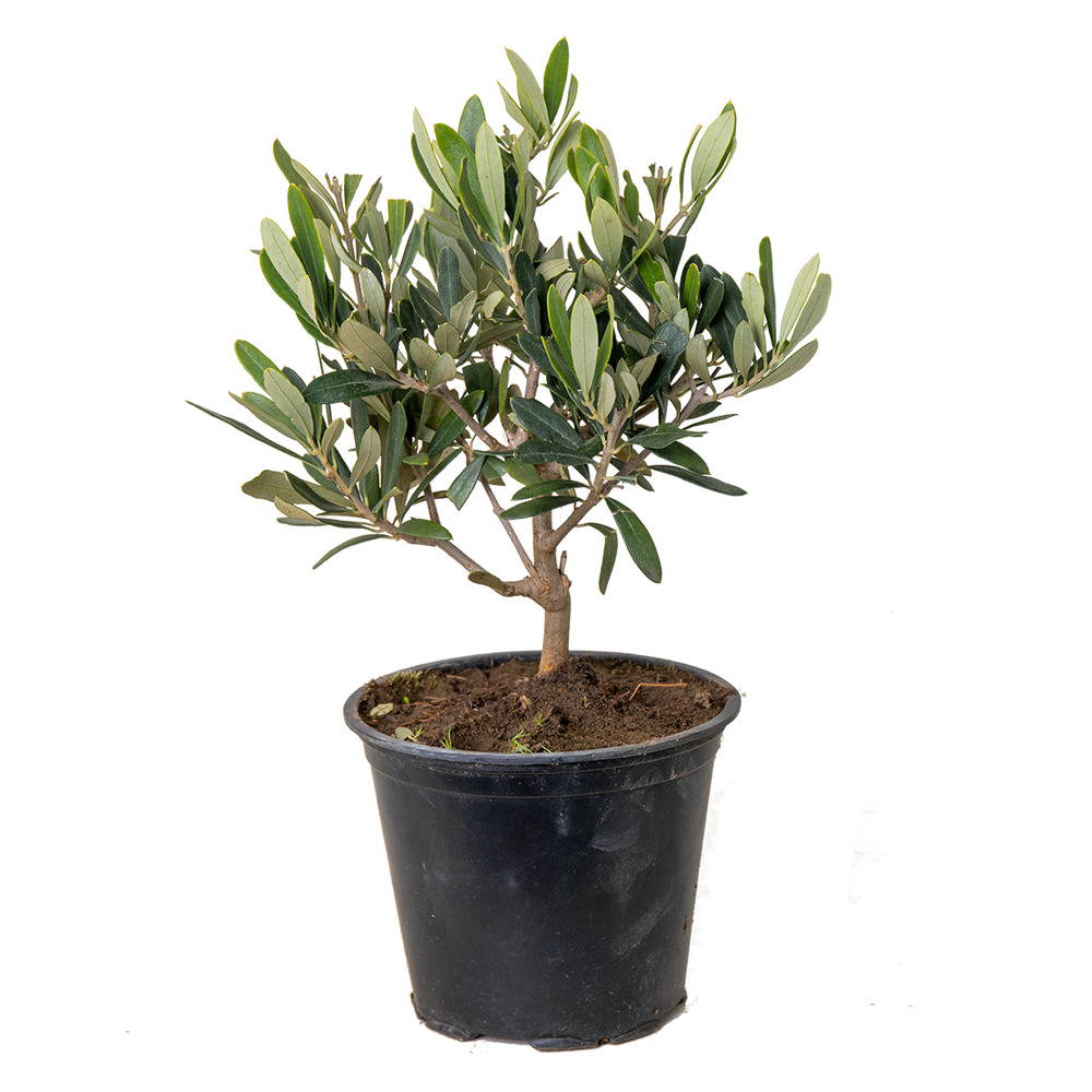 Olea europaea - olivier - arbuste méditerranéen - rustique – ⌀14 cm - ↕20-30 cm
