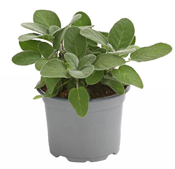 Dehner Gourmet Garten Salbei