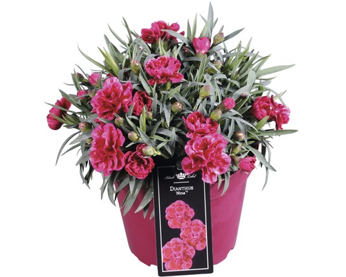 Anjer, Tuinanjer FloraSelf Dianthus caryophyllus 'Nina' H 10-15 cm Ø 15 cm pot