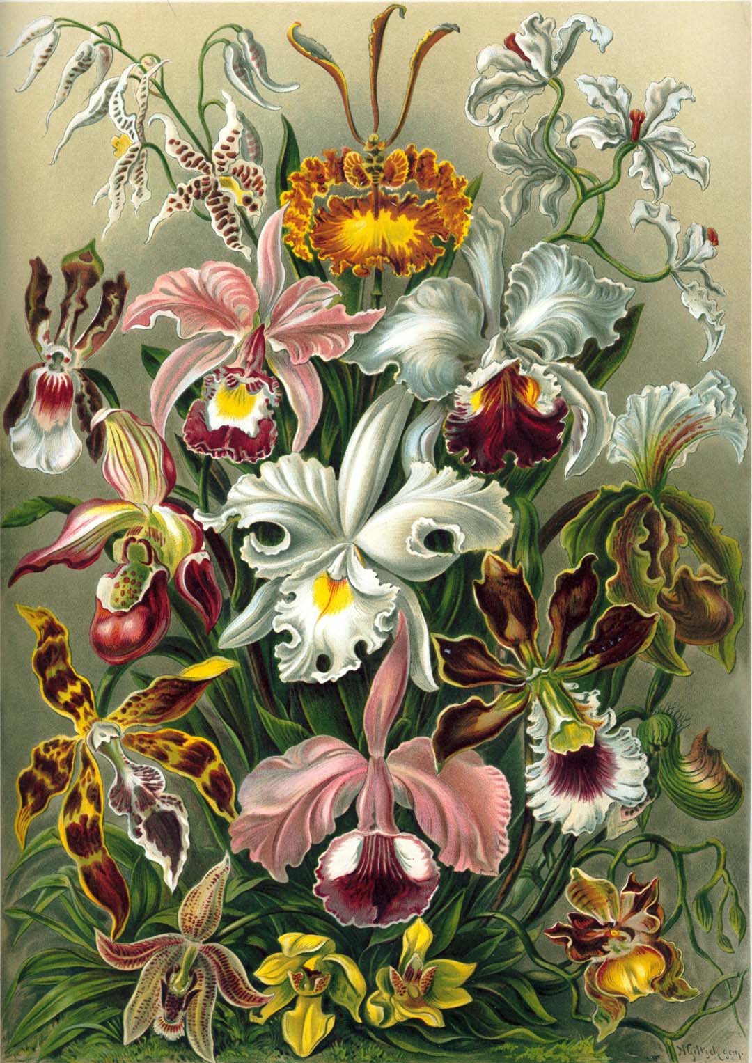 Orchideae Lilly Flowers von Ernst Haeckel