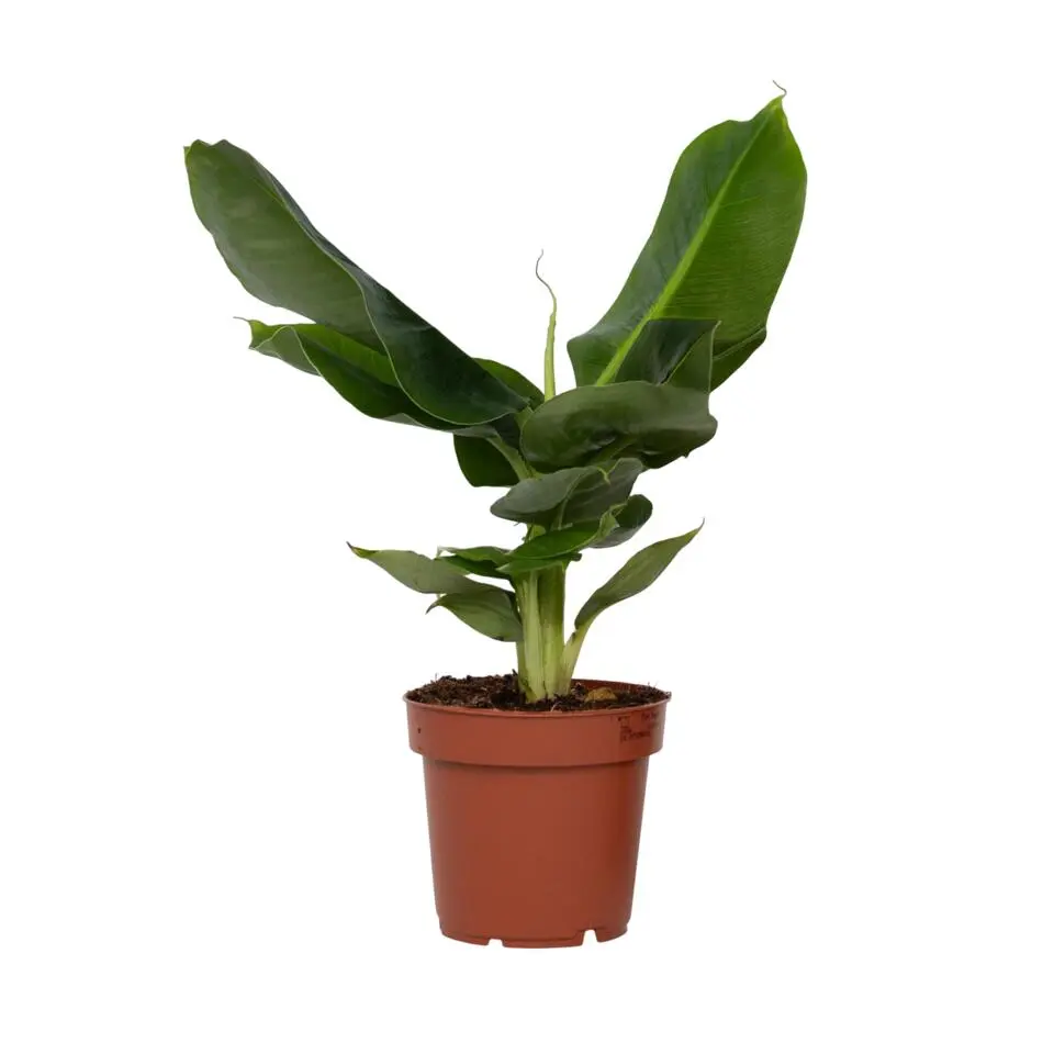 Bananenplant - Musa 'Oriental Dwarf' - Hoogte 25-40cm - ⌀12cm