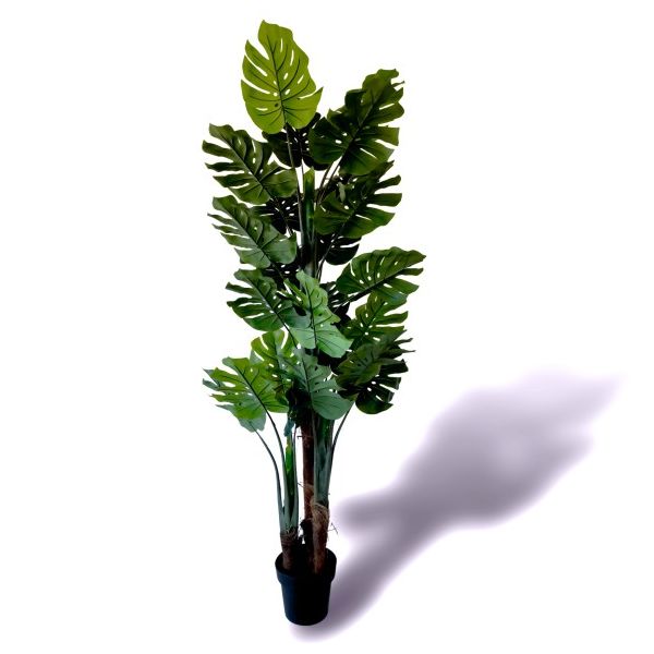 Oliivo Monstera 180cm