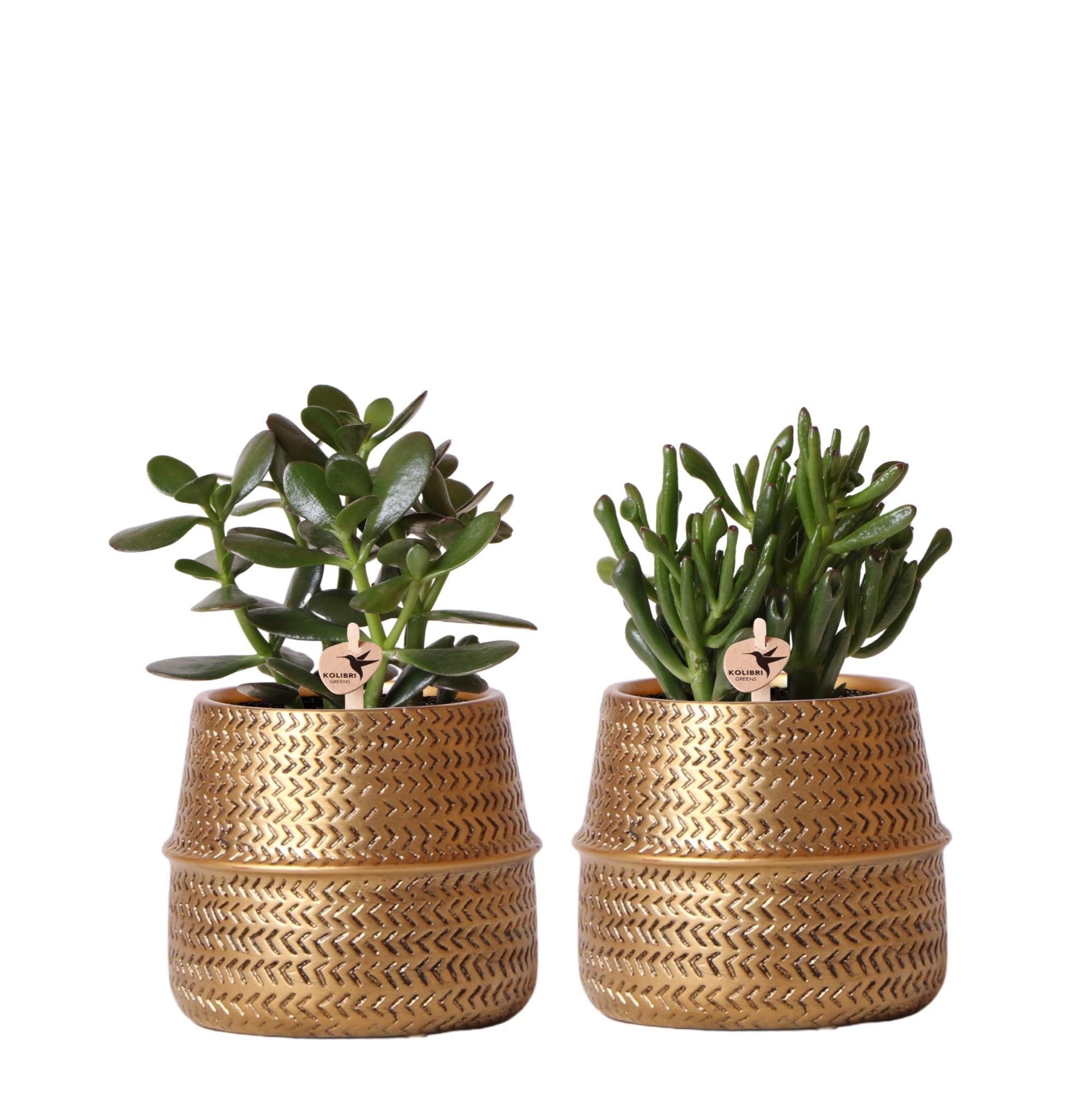 Coffret cadeau succulente et ses caches-pots dorés - lot de 2, h20cm