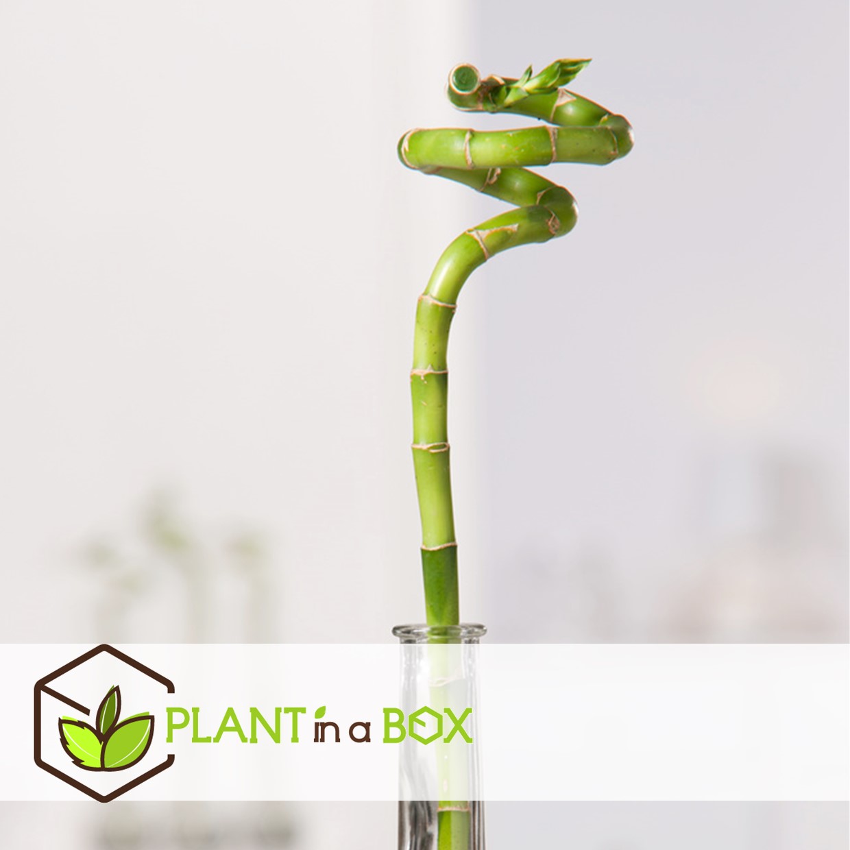 Dracaena sanderiana - set de 6 - lucky bamboo - hauteur 40-50cm