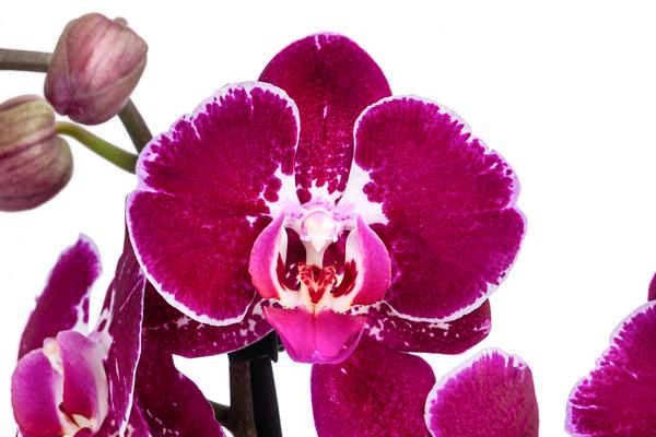Schmetterlingsorchidee - Phalaenopsis
