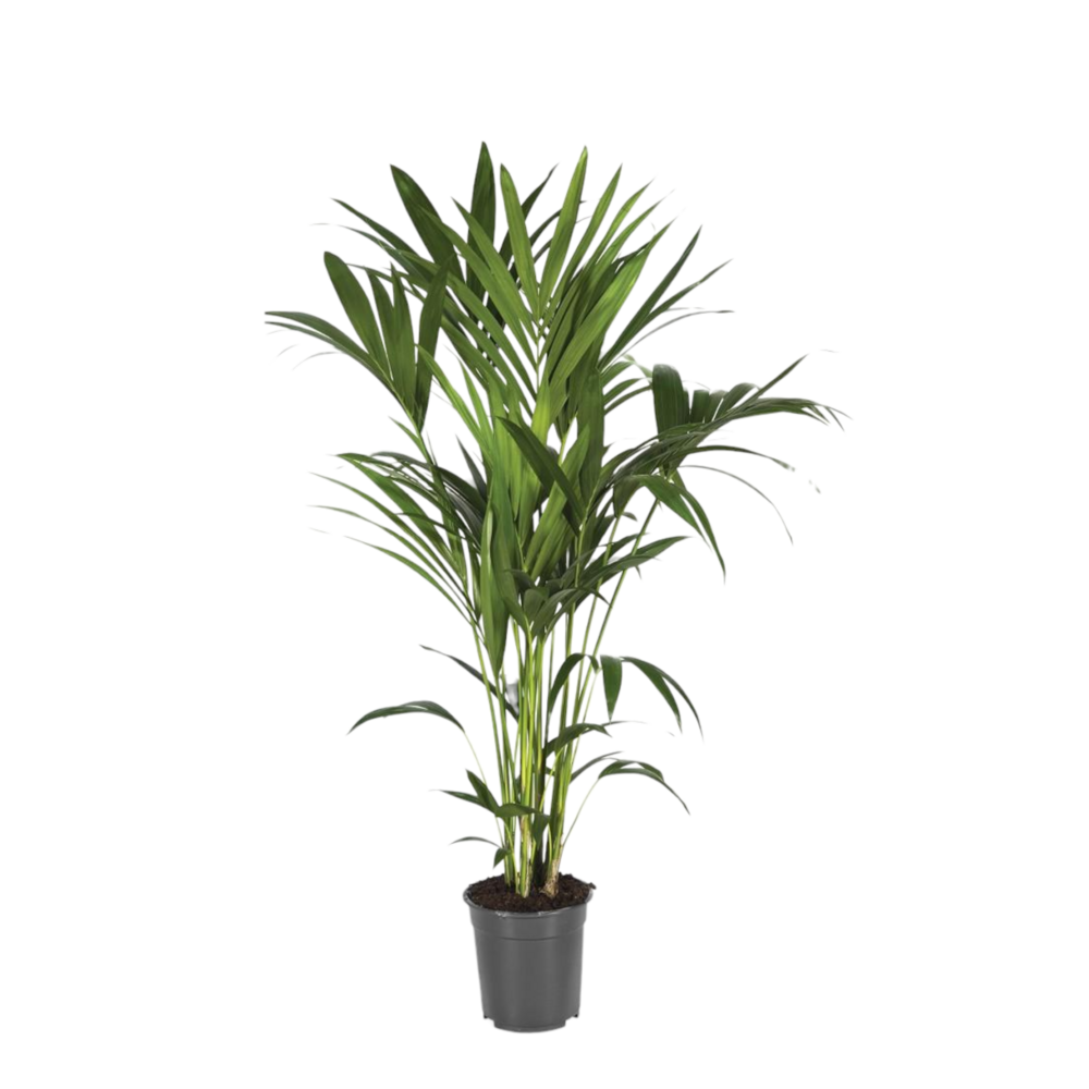 Plante d'intérieur - howea forsteriana 120.0cm
